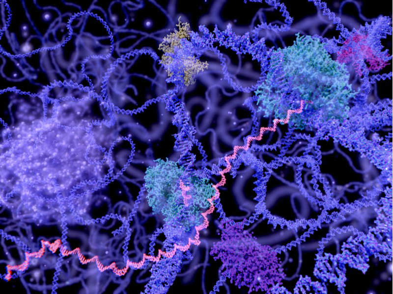 anti-aging telomere chromatin 