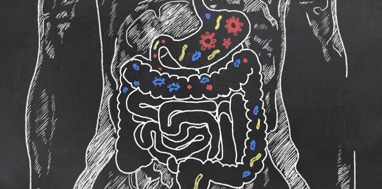 oxthera gut bacteria header