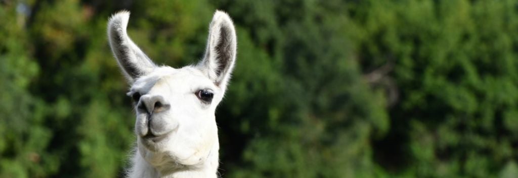 argenx llama inspired antibodies cover cancer immunotherapy