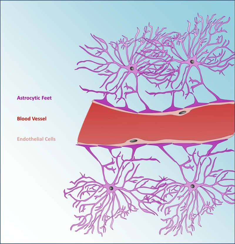 carthera brain cancer ultrasound blood-brain barrier