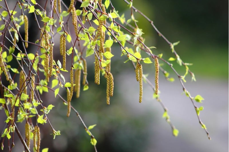 desentum hay fever allergy vaccine pollen birch