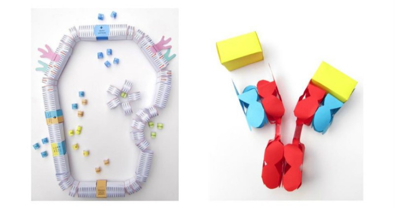 origami organelles cell membrane xmas gifts combo