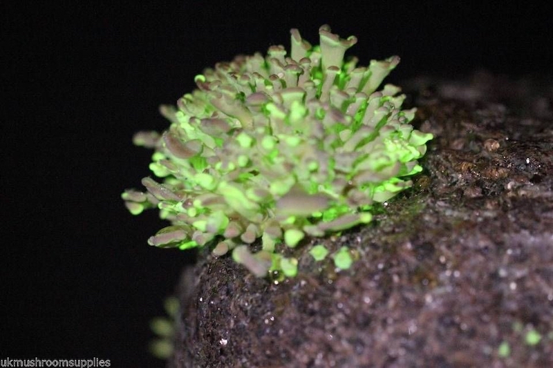 uk mushroom supplies glowing mushroom