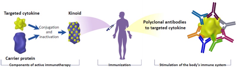 Neovacs interpheron alpha kinoid immunotherapy