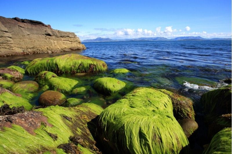 algaia france seaweed atlantic