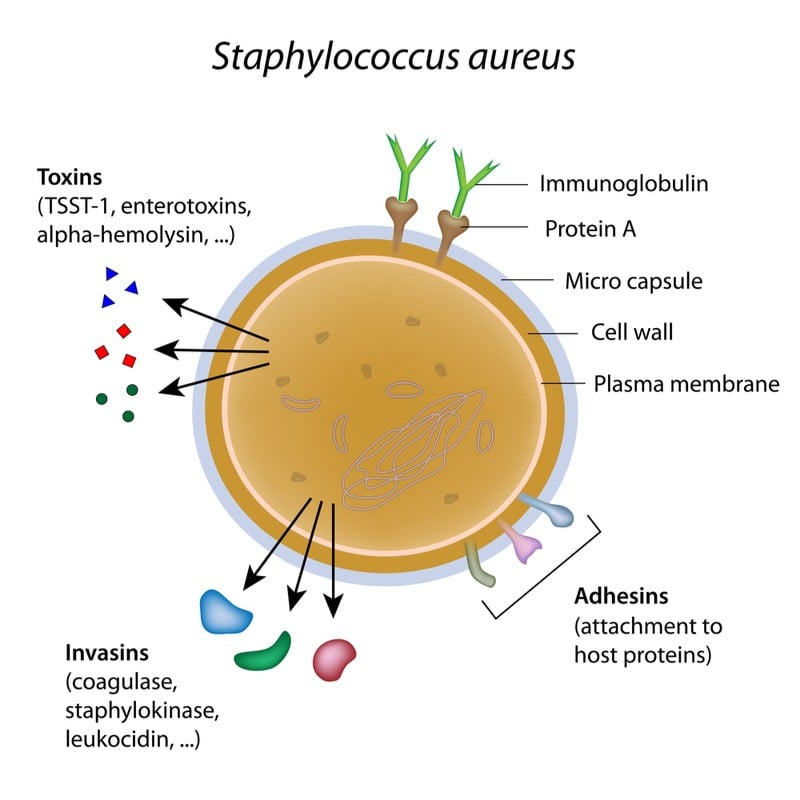 destiny pharma mrsa antibiotic resistance membrane