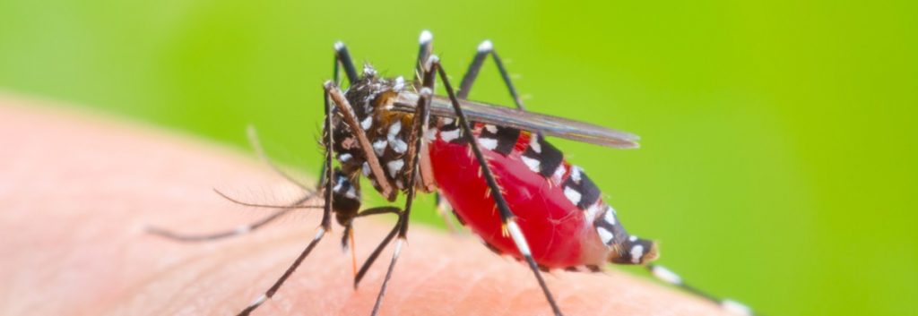 valneva chikungunya mosquito tropical