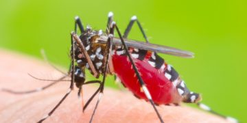 valneva chikungunya mosquito tropical