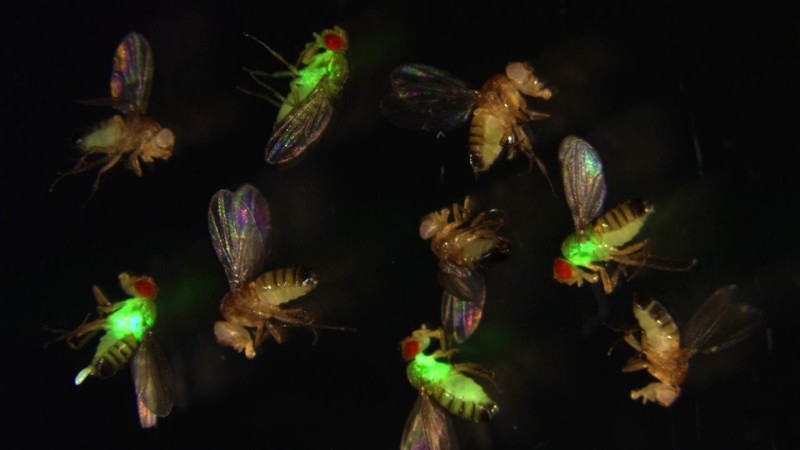 CRISPR-Cas9 antimicrobial peptide antibiotic resistance fruit fly