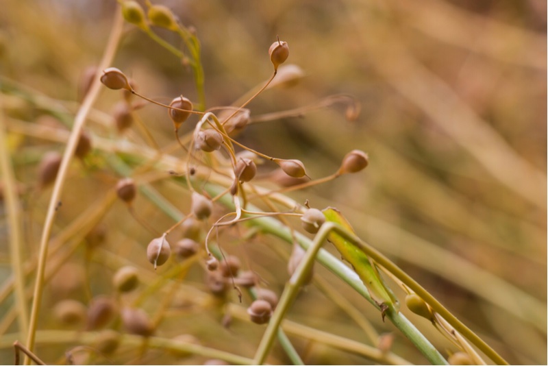 Camelina sativa - GMO regulations