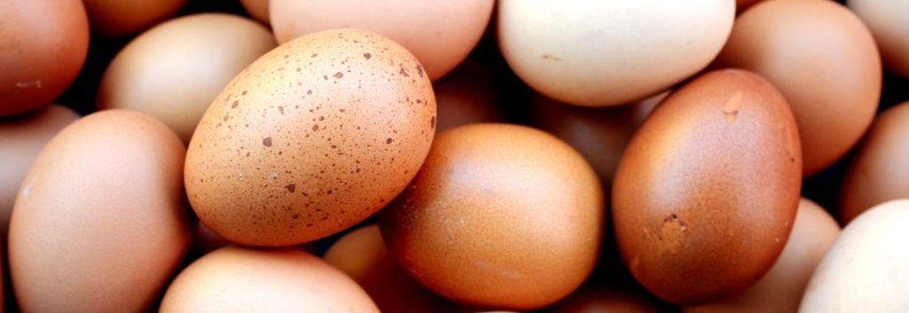 chicken egg drug production