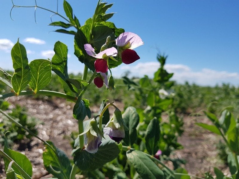 equi-nom israel genomics selective breeding legume pea