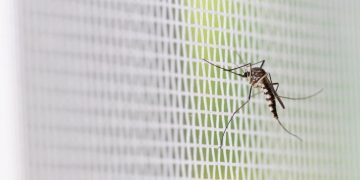 glasgow university malaria origami anopheles