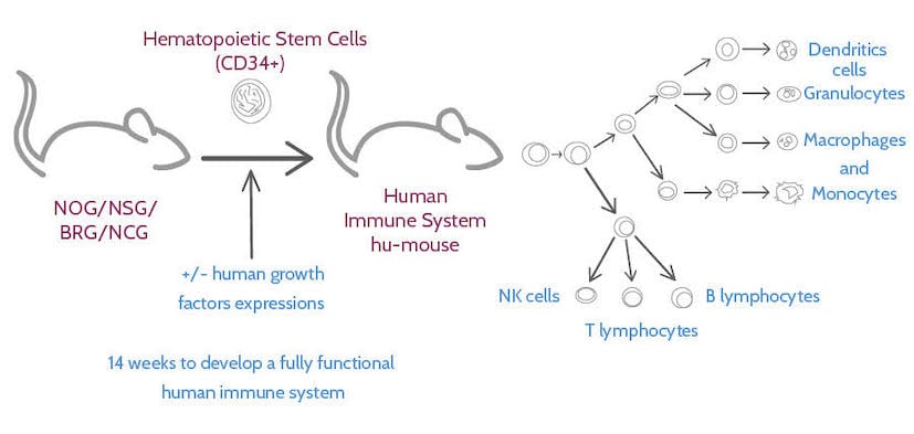 full human immune system mouse model, immuno-oncology, Transcure bioServices, immunotherapies, immune system