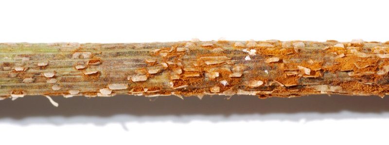 uk john innes centre wheat cloning stem rust disease resistance
