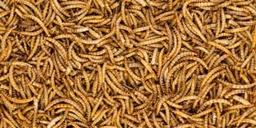 ynsect mealworm insects