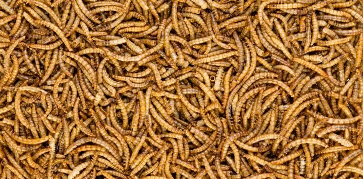 ynsect mealworm insects 1