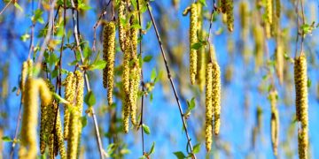Allergy Therapeutics birch pollen