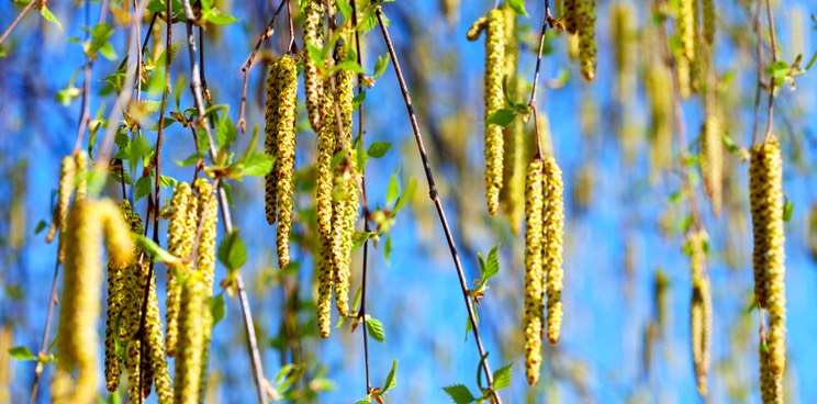 Allergy Therapeutics birch pollen