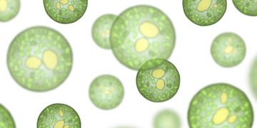 Biofuels feature - algae header