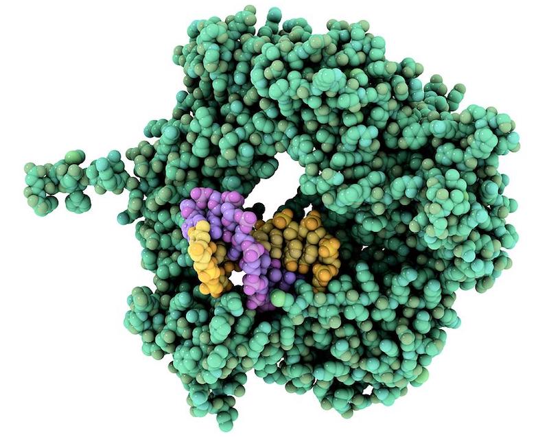 DNA polymerase enzymatic DNA synthesis