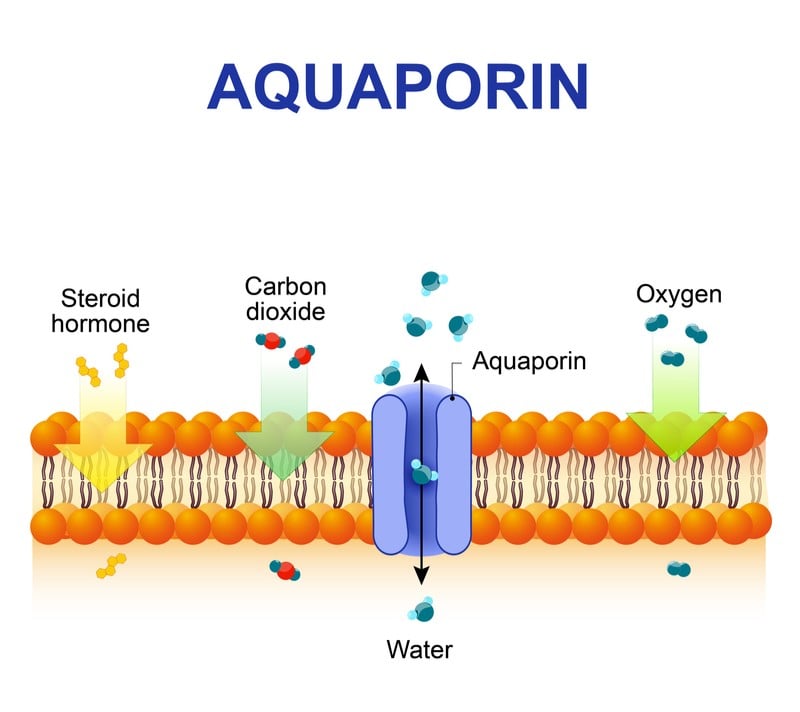 aquaporin water purification membrane