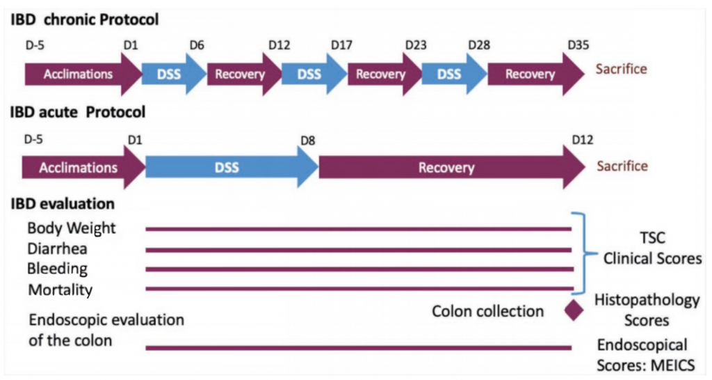 Inflammatory Bowel Disease, IBD, inflammation, mouse model, TransCure bioServices, IBD treatment