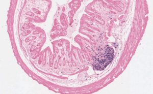 Inflammatory Bowel Disease, IBD, inflammation, mouse model, TransCure bioServices, IBD treatment