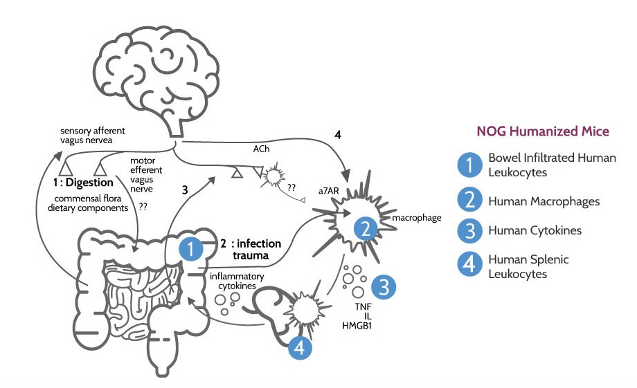 Inflammatory Bowel Disease, IBD, inflammation, mouse model, TransCure bioServices, IBD treatment