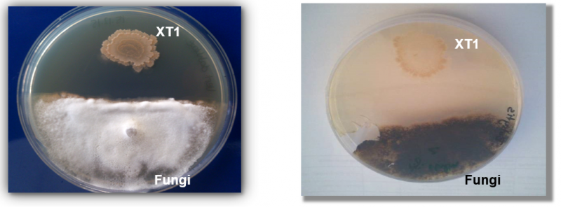 Extremophiles: Anti-fungal assay showing XT1’s ability to inhibit the growth of two common fungal plant pathogens, Verticillium dahliae (left) and Botrytis cinerea (right).