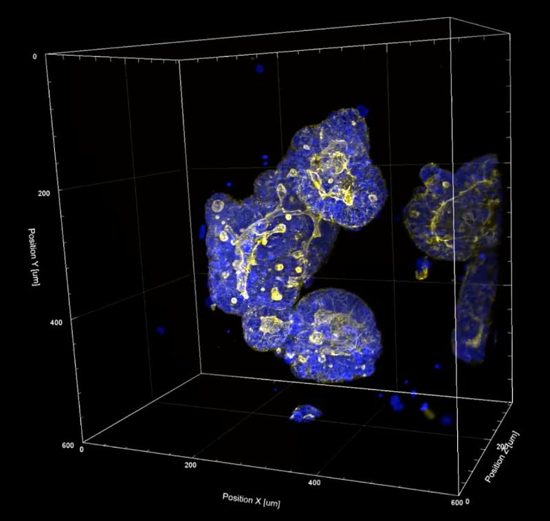 animal testing biotechnology organoids cool Cellesce