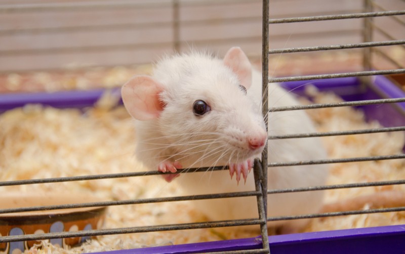animal testing lab rat biotechnology