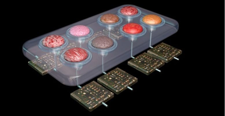 organ on a chip