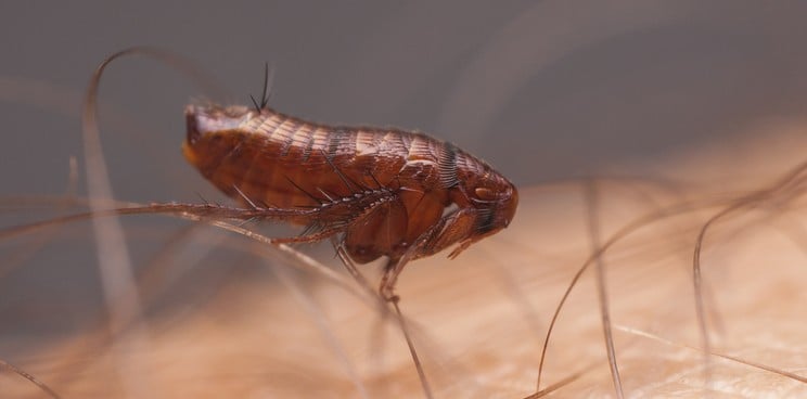 bubonic plague y pestis enesi pharma university of Oxford feal