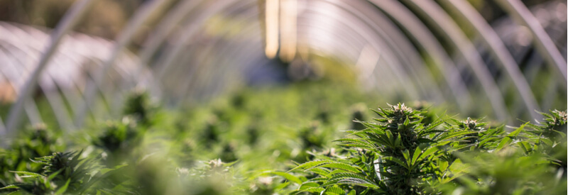 Peter Homberg, Partner and Head of the German Life Sciences Practice and the European Cannabis Group at Dentons