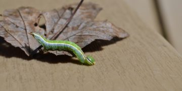 genetic engineering caterpillar crop pest oxitec