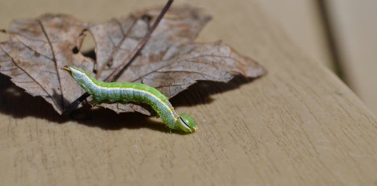 genetic engineering caterpillar crop pest oxitec