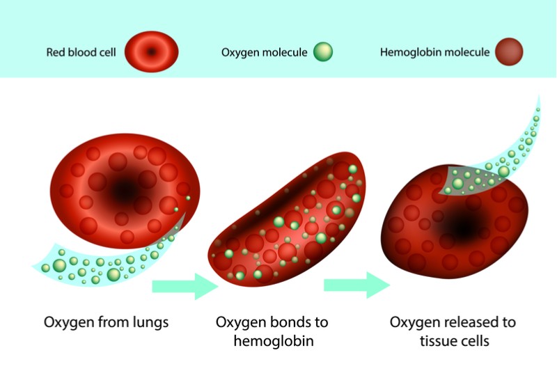 orchard therapeutics beta thalassemia