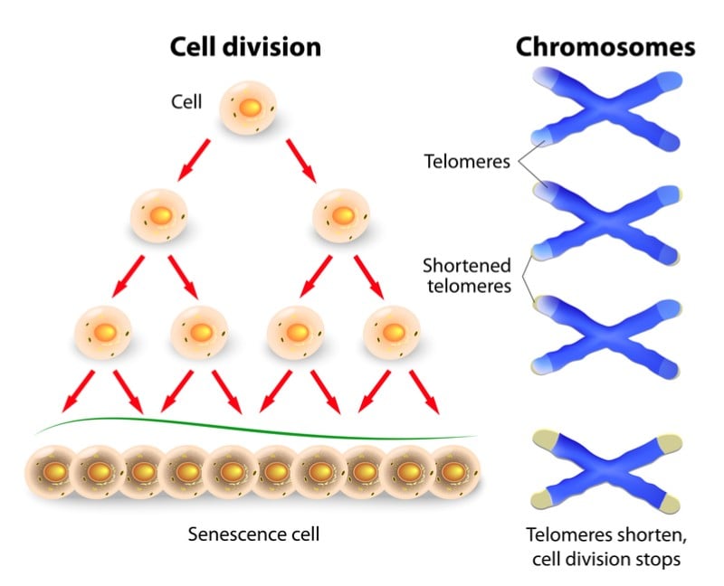 senolytx senescent cell velabs