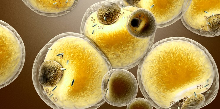 type 2 diabetes poxel drug