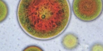 Algatech Microalgae solabia bio-source