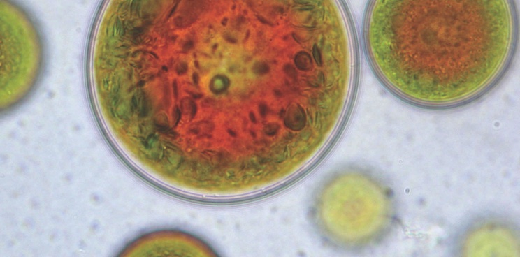 Algatech Microalgae solabia bio source