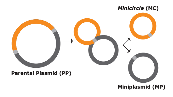minicircle DNA, CAR-T therapy, cancer treatment, plasmid, vector