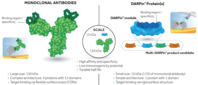 Molecular partners DARPin