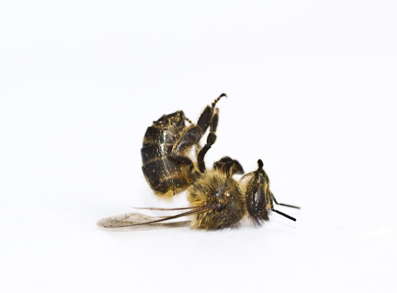 bees dying university of Cambridge vaccine virus honeybee