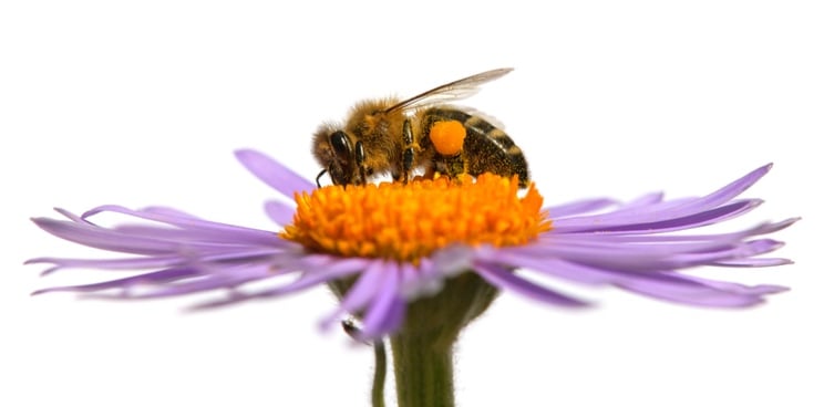 bees dying university of Cambridge vaccine virus