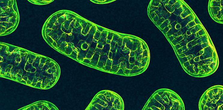 amazentis anti aging mitochondria