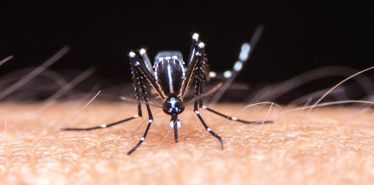 chikungunya virus themis bioscience