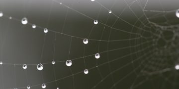 organoid spider silk biolamina