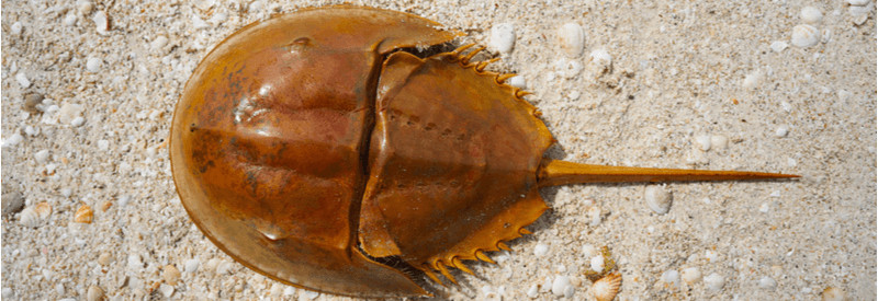 Limulus, drug toxicity testing